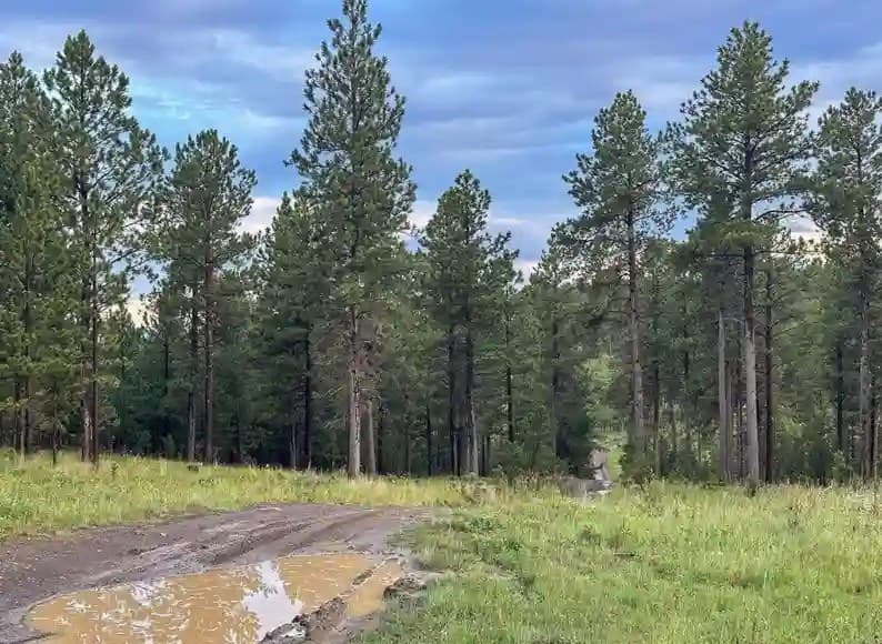 OP15 on a forest road in the Black Hills