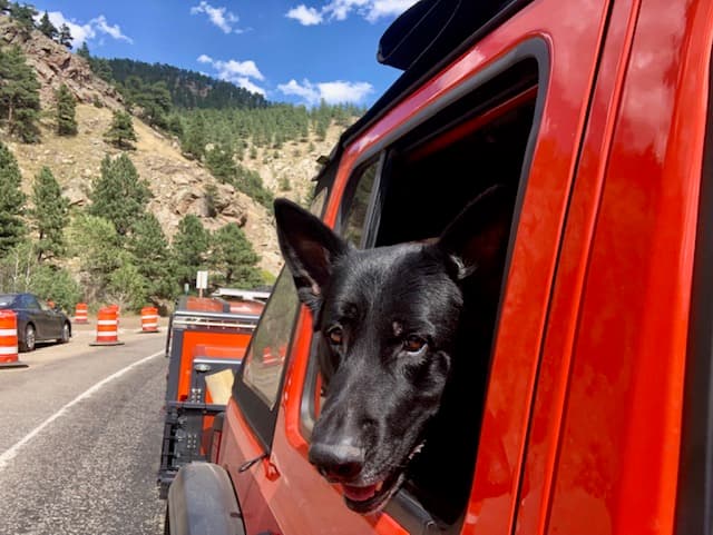 The crew's dog looking out of the Jeep on the road