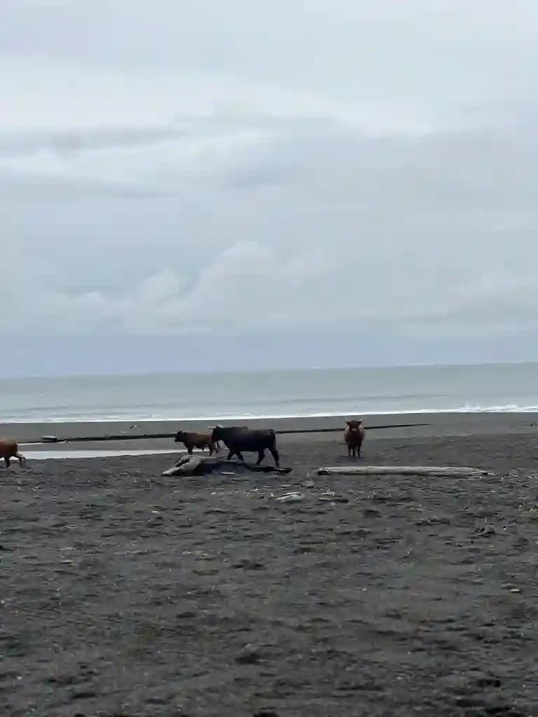 Wild cattle on a black-sand beach, Kodiak Island